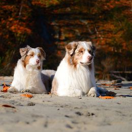 Australian Shepherd All Grown Up from Petrichor Australian Shepherds
