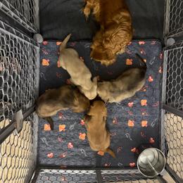 Ee Red Female - Red female Dachshund puppy in Cutler Bay, Florida from Dadecounty’s Dachshunds