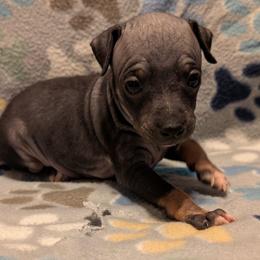 Sweet Potato - Black female American Hairless Terrier puppy in Phoenix, Arizona from Bare Valley