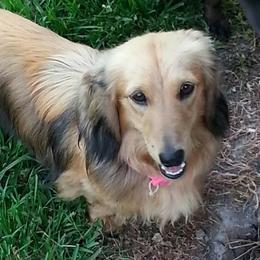 River - Dachshund