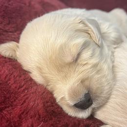 Toffee - Golden male Golden Retriever puppy in Blackfoot, Idaho from Ivy’s Goldens