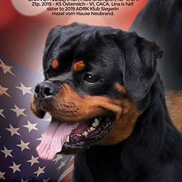 Bee - Rottweiler