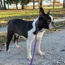 Faith - Boston Terrier