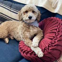Chester - Poodle