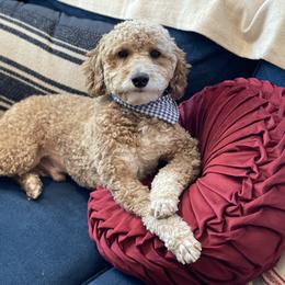 Chester - Poodle