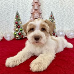 Miniature Schnauzer Puppies from Dixie Pearl Schnauzers