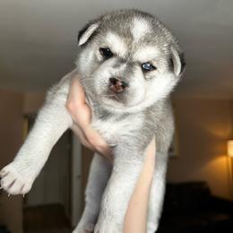 Luna - Gray and white female Alaskan Klee Kai puppy in North Las Vegas, Nevada from Kyrie's Alaskan Klee Kai