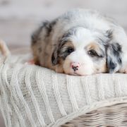 Aussiedoodles, Bernedoodles, Bordoodles, Goldendoodles, and Sheepadoodles from Crooked Creek Doodles and Poodles