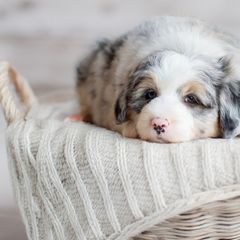 Aussiedoodles, Bernedoodles, Bordoodles, Goldendoodles, and Sheepadoodles from Crooked Creek Doodles and Poodles