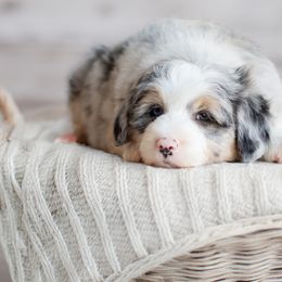 Aussiedoodles, Bernedoodles, Bordoodles, Goldendoodles, and Sheepadoodles from Crooked Creek Doodles and Poodles
