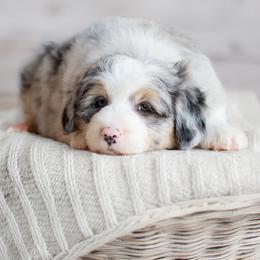 Aussiedoodles, Bernedoodles, Bordoodles, Goldendoodles, and Sheepadoodles from Crooked Creek Doodles and Poodles