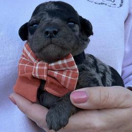 Togapi - Blue merle female Bordoodle puppy in Canfield, Ohio from Poo's Doo's & Inu's