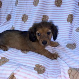 Girl 2 - Dapple female Dachshund puppy in Columbiana, Alabama from Bendita Kennels