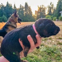 Pink Flower Princess - Black and tan female German Shepherd puppy in Bonney Lake, Washington from German Shepherds Von Washington