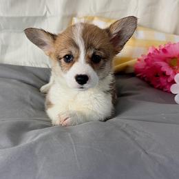 Chloe - Red female Pembroke Welsh Corgi puppy in El Dorado Springs, Missouri from Trixie Dixie