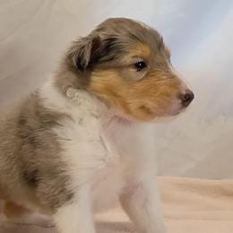 Girl 2 pink - Blue merle and white female Collie puppy in Salem, Indiana from Living Blessed Collies