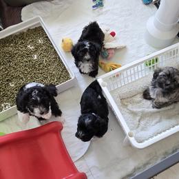 Havanese from Sandia
