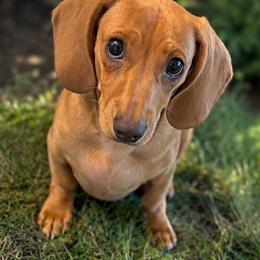 Bonnie - Dachshund