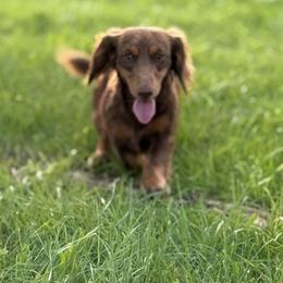 Ralphie - Dachshund