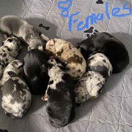 Australian Shepherd Puppies from BarberHof’s  Australian Shepherds