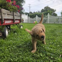 Golden Retriever Puppies from City Goldens