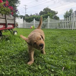 Golden Retriever Puppies from City Goldens