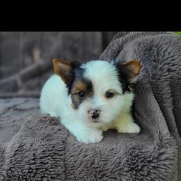 Dots - Parti male Yorkshire Terrier puppy in Middleton, Idaho from Rocky Mountain Yorkies
