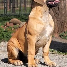 Boerboel Puppies from Team SD Boerboels
