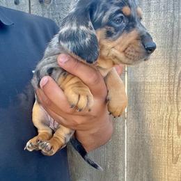 Rigo - Dapple male Dachshund puppy in Modesto, California from Raws Doxies