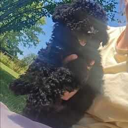 Journey - Black male Poodle puppy in Sonora, Kentucky from Little Land of Puppies
