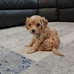 Snickers - Apricot male Cavapoo puppy in South Jordan, Utah from Lucky Doodle Pups