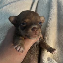Chihuahua puppies from Cosmic Country Chihuahuas