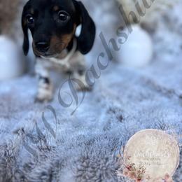 Dachshund Puppies from CSW Dachshunds