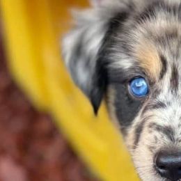 Australian Shepherds, Miniature Australian Shepherds, and Toy Australian Shepherds from Brushy Creek Aussies & Mini Aussies