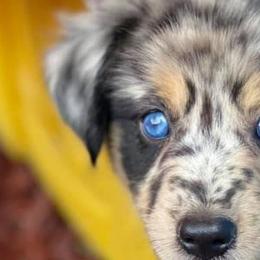 Australian Shepherds, Miniature Australian Shepherds, and Toy Australian Shepherds from Brushy Creek Aussies & Mini Aussies