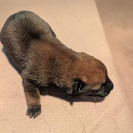 Boy 1 - Mahogany male Belgian Malinois puppy in Paynes Corner, Virginia from Von-Zito Belgian Malinois