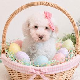 Jessica - Parti female Goldendoodle puppy in Lima, Ohio from Hommel’s Mini Darling Doodles