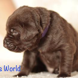 Purple collar - Chocolate male Labrador Retriever puppy in Wallace, North Carolina from Maya's World Labradors with Love