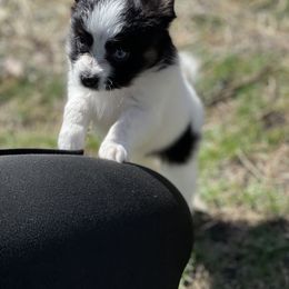 Sporty Mix Puppies from Ebonheart Kennel