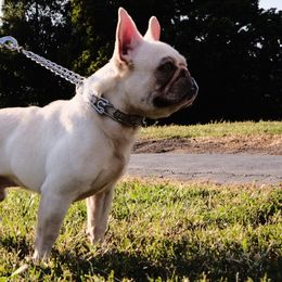 Bud - French Bulldog