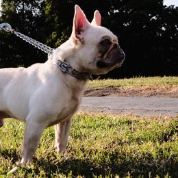 Bud - French Bulldog