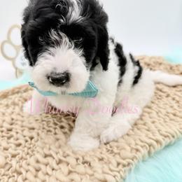 Percy Jackson - Black and white male Bernedoodle puppy in Omaha, Nebraska from Whimsy Doodles