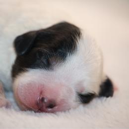 Luke - Tri-color male Bernedoodle puppy in Longview, Texas from Furry Tail Doodles