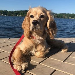 Phoebe - Cocker Spaniel