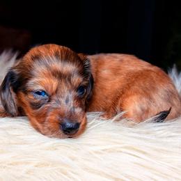 Archie - Dapple male Dachshund puppy in Washburn, Tennessee from Clinch Mountain Dachshunds