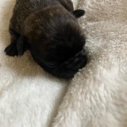 Kyle - Brindle male Pug puppy in South Carolina from Best Carolina Pugs