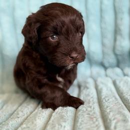 Hershey - Liver male Miniature Schnauzer puppy in Sterling, Idaho from Sterling Schnauzer's