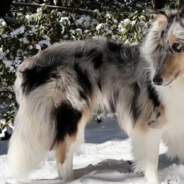 Collies from Cranford Collies