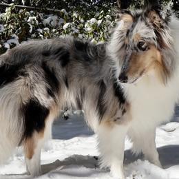 Collies from Cranford Collies