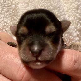 Maltipoo, Morkie, and Yorkipoo Puppies from Danza Bolo